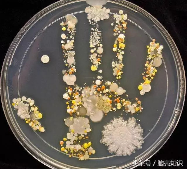 10張讓人驚奇不已的影像,看看用我們手掌印養出來的細菌