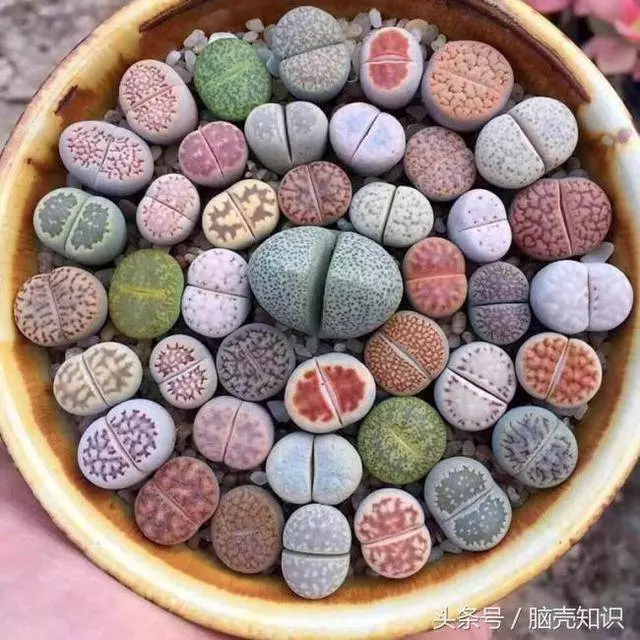10張讓人驚奇不已的影像,看看用我們手掌印養出來的細菌