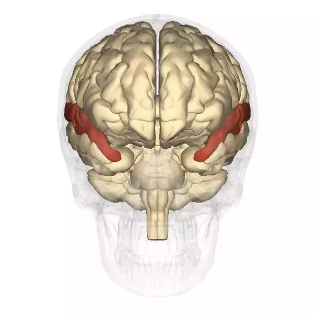 心理學家:被父母罵的孩子的腦子會長得和一般孩子的不一樣