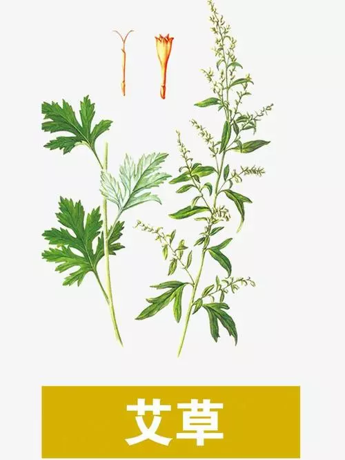 中醫養生:小滿前後找艾草,全家健康疾病少!