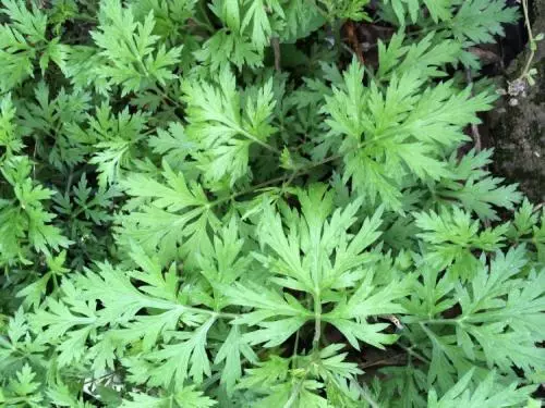 中醫養生:小滿前後找艾草,全家健康疾病少!