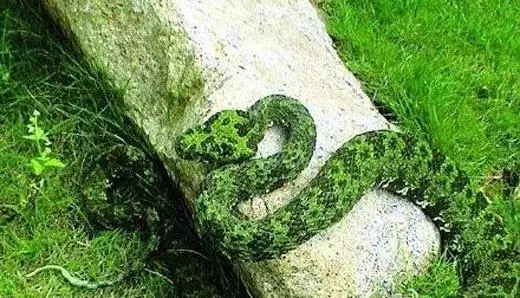 臺灣「最不能惹的10大毒蛇」,竹葉青、五步蛇淪為初級,看到後面已經瑟瑟發抖