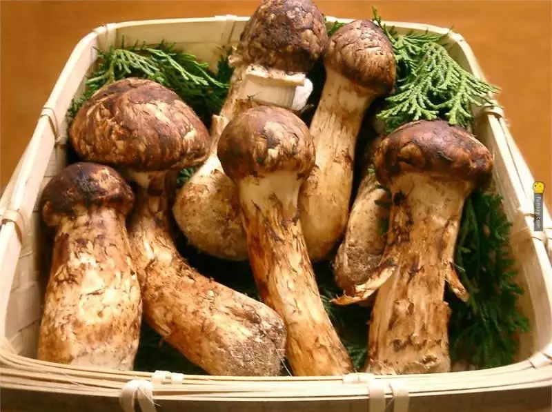 「精選 14 種貴到嚇死人的豪奢級食物」 #13「北海道西瓜」1顆價值千元臺幣