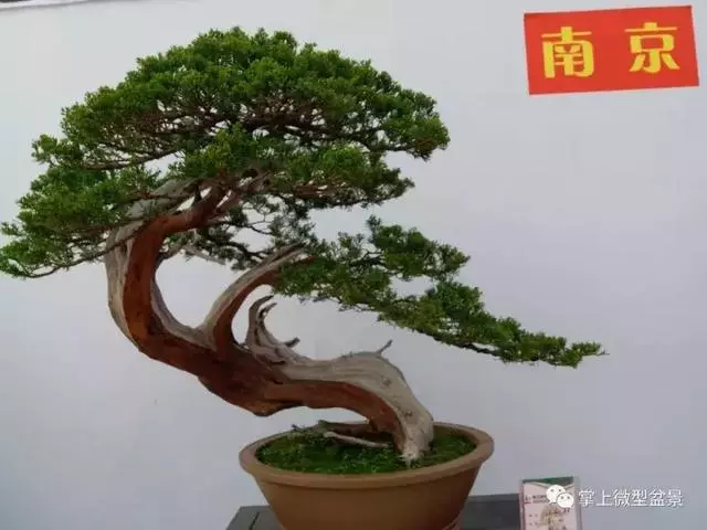 盆景基礎知識:盆景也要「理髮」,要怎樣合理給盆景理髮