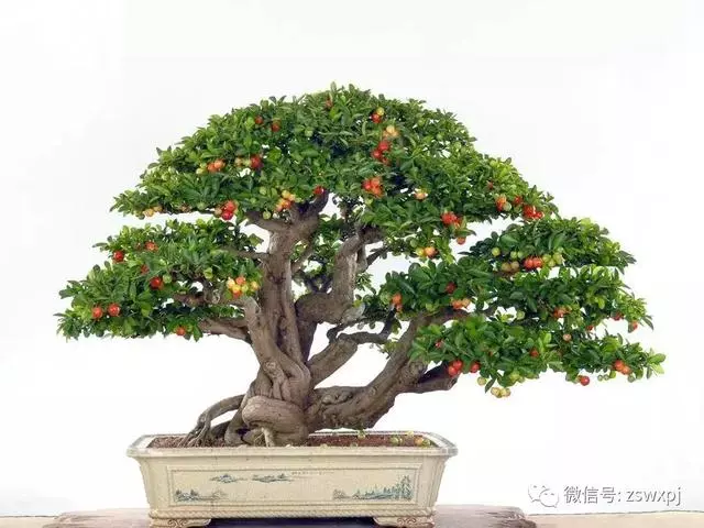 盆景基礎知識:盆景也要「理髮」,要怎樣合理給盆景理髮