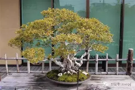 盆景基礎知識:盆景也要「理髮」,要怎樣合理給盆景理髮