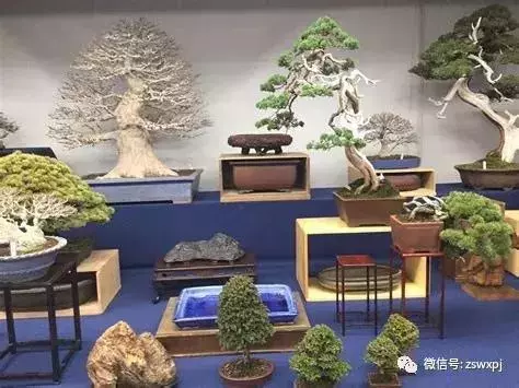 盆景基礎知識:盆景也要「理髮」,要怎樣合理給盆景理髮