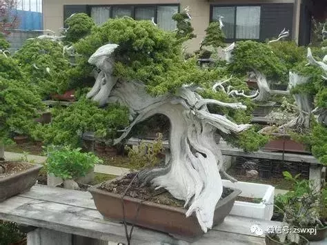 盆景基礎知識:盆景也要「理髮」,要怎樣合理給盆景理髮