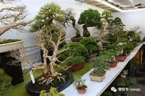 盆景基礎知識:盆景也要「理髮」,要怎樣合理給盆景理髮