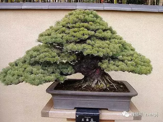 盆景基礎知識:盆景也要「理髮」,要怎樣合理給盆景理髮