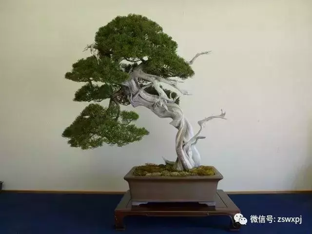 盆景基礎知識:盆景也要「理髮」,要怎樣合理給盆景理髮