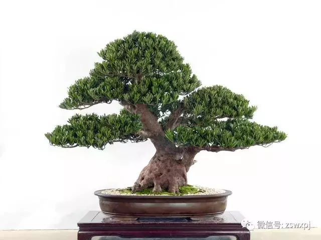 盆景基礎知識:盆景也要「理髮」,要怎樣合理給盆景理髮
