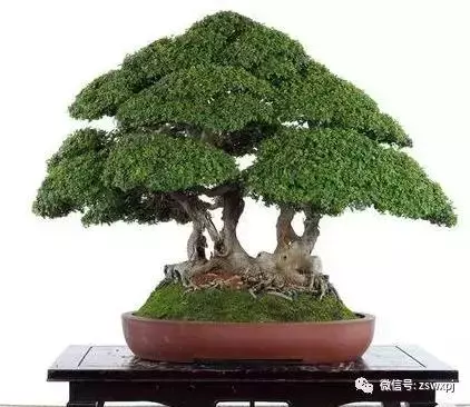 盆景基礎知識:盆景也要「理髮」,要怎樣合理給盆景理髮