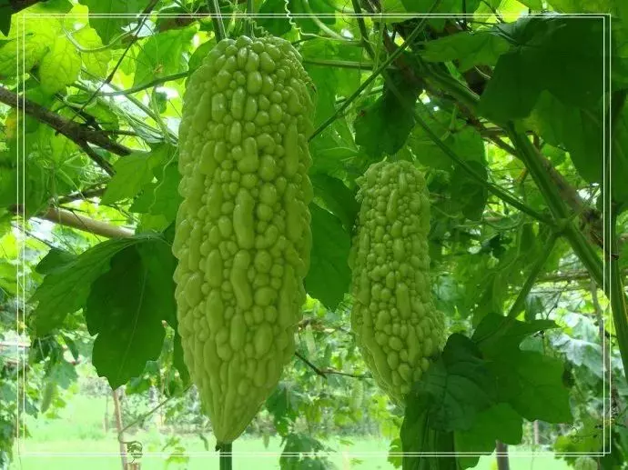 苦瓜的五大功效與作用!你知道嗎?快來看一看吧~