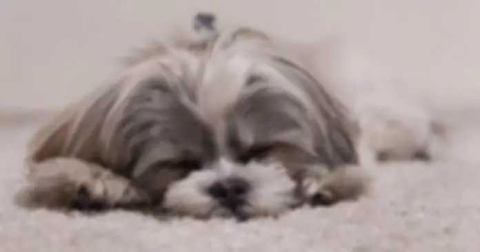 愛狗女子死前立遺囑要愛犬陪她一起下葬