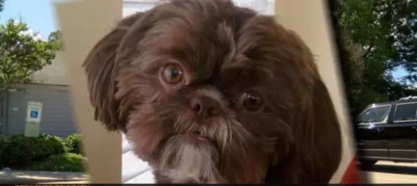愛狗女子死前立遺囑要愛犬陪她一起下葬