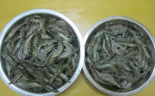 蝦買多了怎麼辦?教你1招,這樣保存蝦多久「蝦頭再也不會變黑」,別再直接放冰箱了!