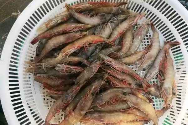 蝦買多了怎麼辦?教你1招,這樣保存蝦多久「蝦頭再也不會變黑」,別再直接放冰箱了!