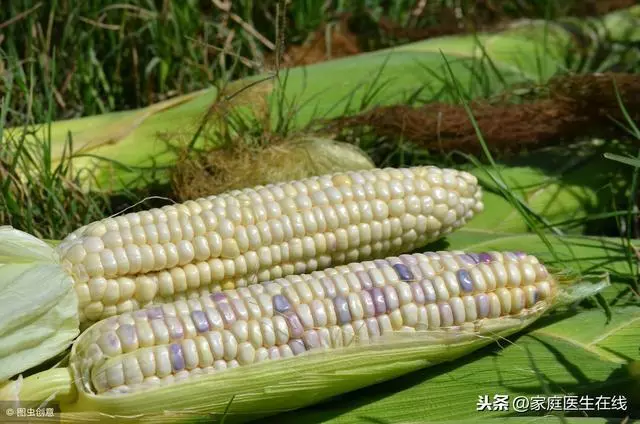 偷偷告訴你:糯玉米有4大營養價值,很多人都沒抓住 !
