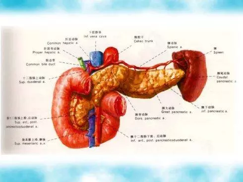 胰腺發炎會哪些臨床症狀?胰腺炎不能吃什麼?