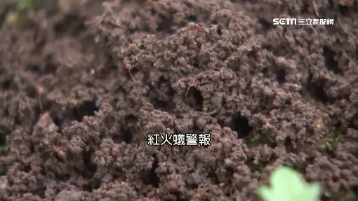 消蹤4年…紅火蟻再度入侵宜蘭!