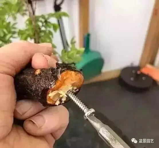 盆景基礎技術:老枝扦插迅速獲取成品盆景的秘密