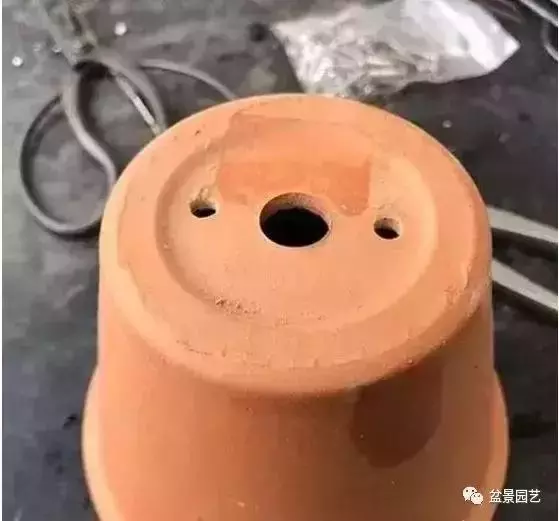 盆景基礎技術:老枝扦插迅速獲取成品盆景的秘密