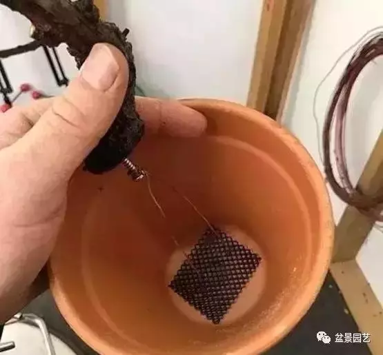 盆景基礎技術:老枝扦插迅速獲取成品盆景的秘密