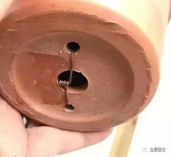 盆景基礎技術:老枝扦插迅速獲取成品盆景的秘密