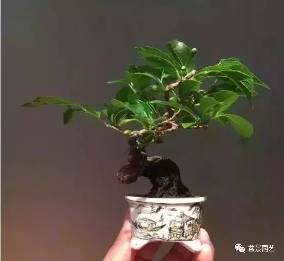 盆景基礎技術:老枝扦插迅速獲取成品盆景的秘密