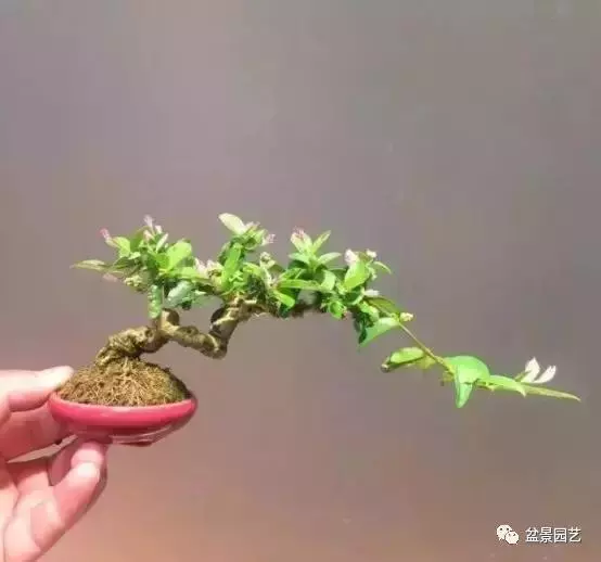 盆景基礎技術:老枝扦插迅速獲取成品盆景的秘密