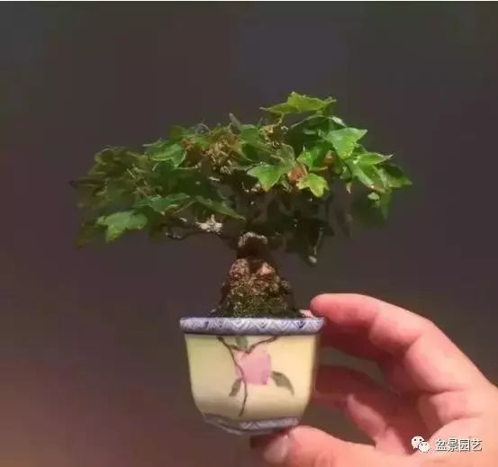 盆景基礎技術:老枝扦插迅速獲取成品盆景的秘密