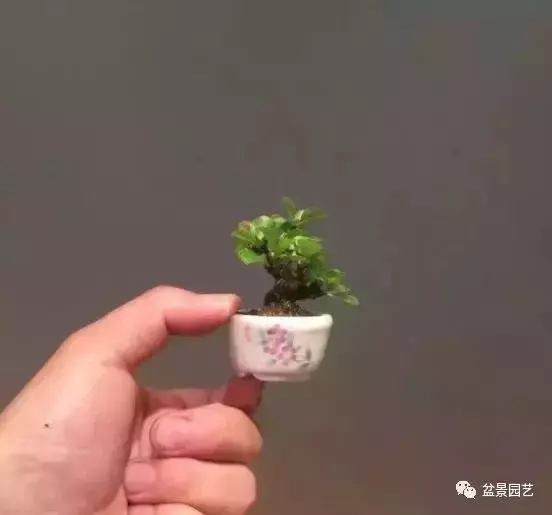 盆景基礎技術:老枝扦插迅速獲取成品盆景的秘密