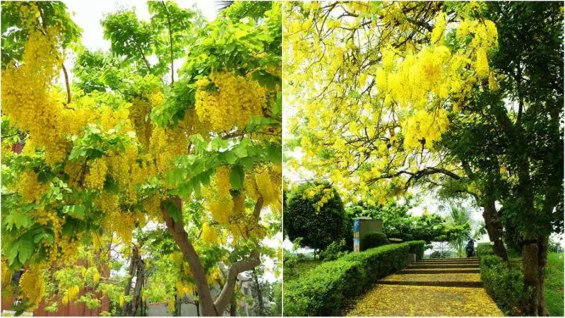 黃金雨好美呀!台南阿勃勒盛開了,這12處賞花拍花快筆記