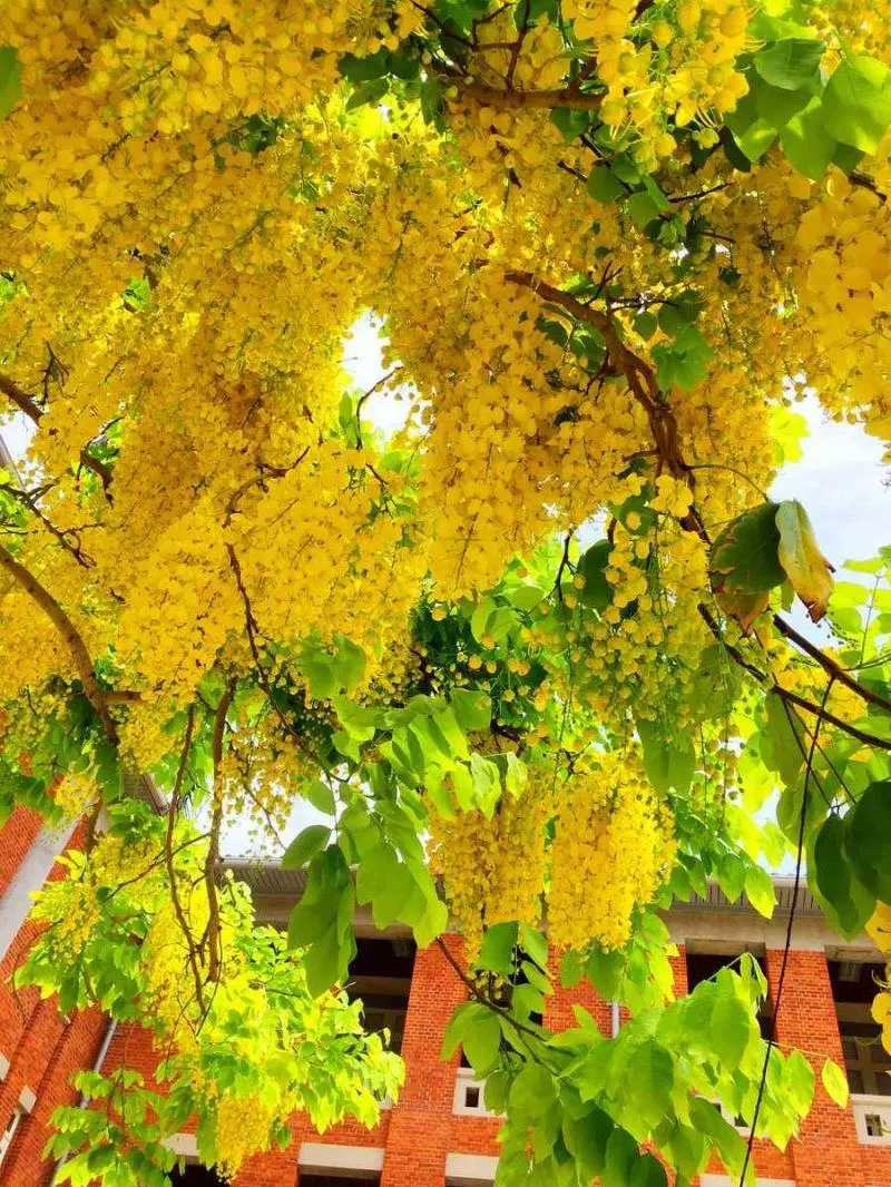 黃金雨好美呀!台南阿勃勒盛開了,這12處賞花拍花快筆記