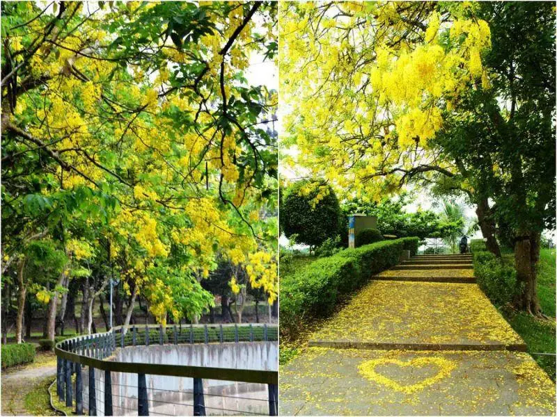 黃金雨好美呀!台南阿勃勒盛開了,這12處賞花拍花快筆記