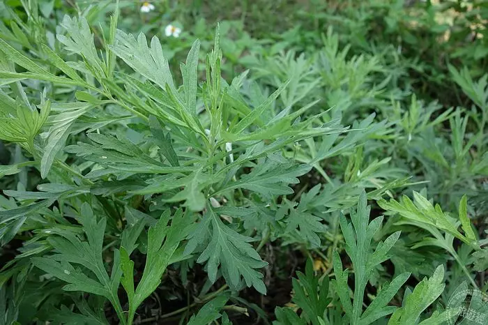 端午節將至 別把艾草與銀膠菊弄混