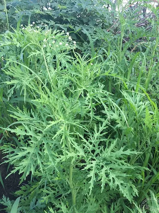 端午節將至 別把艾草與銀膠菊弄混