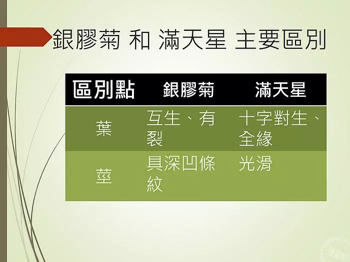 端午節將至 別把艾草與銀膠菊弄混