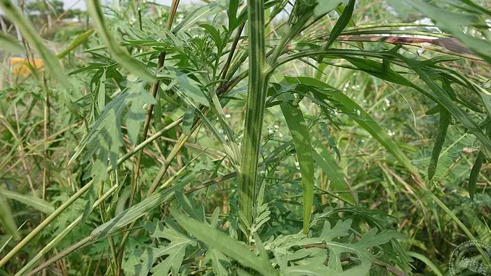 端午節將至 別把艾草與銀膠菊弄混