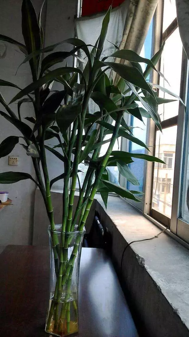一勺粉末丟進水裡,富貴竹葉子碧綠還開花,養一年都沒有黃葉