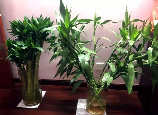 一勺粉末丟進水裡,富貴竹葉子碧綠還開花,養一年都沒有黃葉