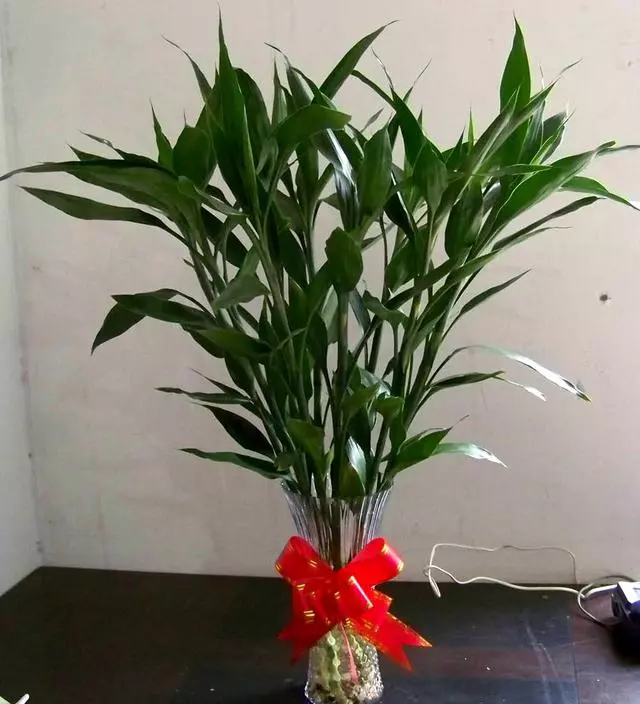 一勺粉末丟進水裡,富貴竹葉子碧綠還開花,養一年都沒有黃葉