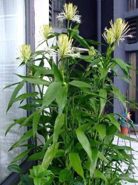 一勺粉末丟進水裡,富貴竹葉子碧綠還開花,養一年都沒有黃葉