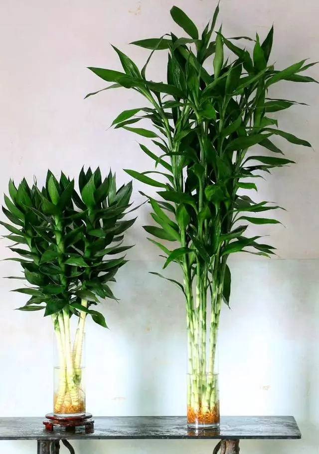 一勺粉末丟進水裡,富貴竹葉子碧綠還開花,養一年都沒有黃葉