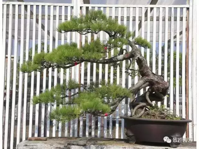 盆景製作重頭戲:圖文詳解根樁如何培育