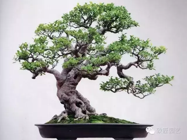 盆景製作重頭戲:圖文詳解根樁如何培育