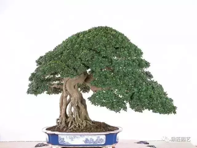 盆景製作重頭戲:圖文詳解根樁如何培育