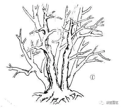 盆景製作重頭戲:圖文詳解根樁如何培育