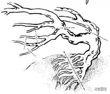 盆景製作重頭戲:圖文詳解根樁如何培育